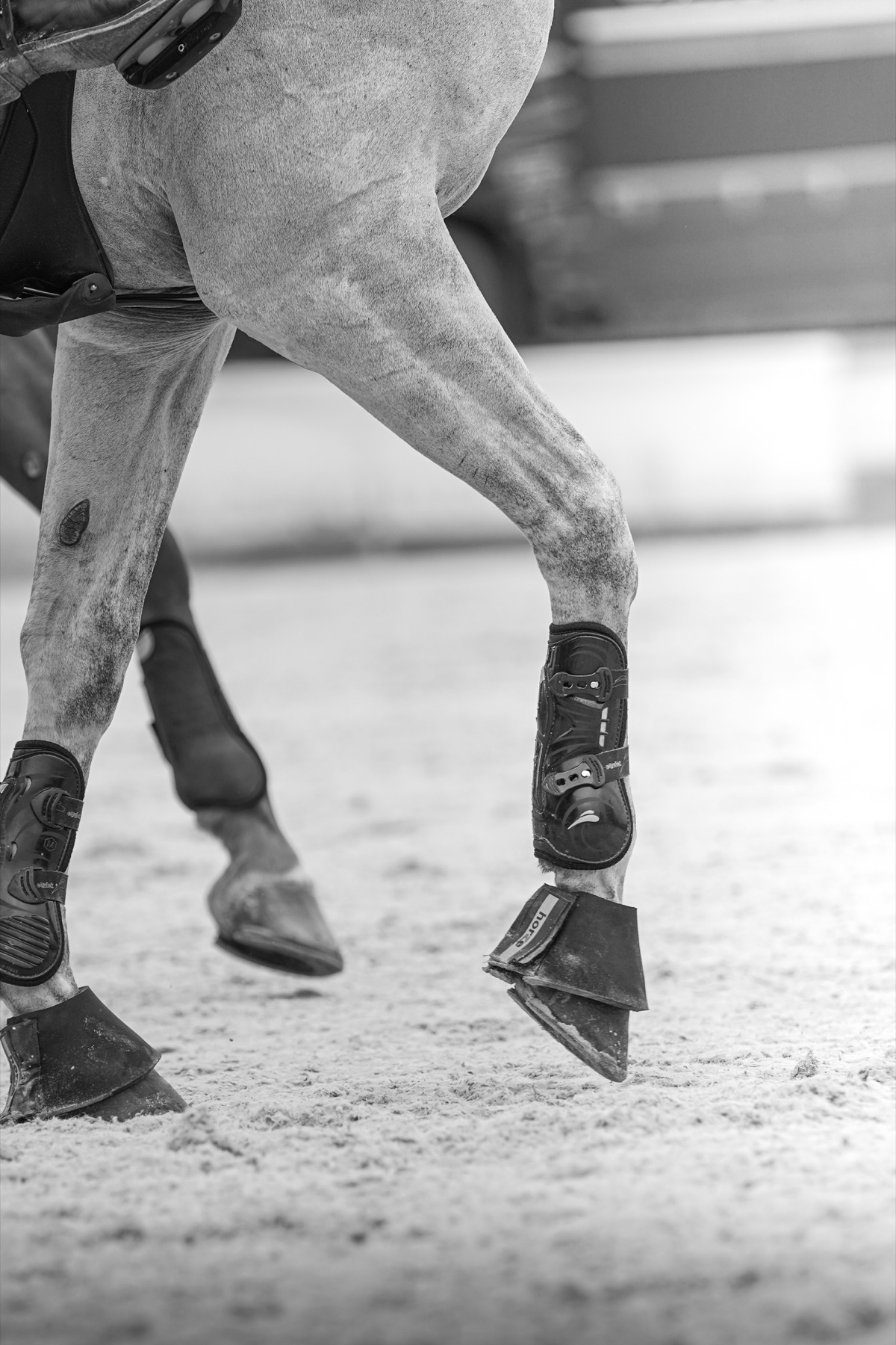 Jinete y caballo en competición